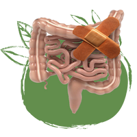 الهضم والقولون